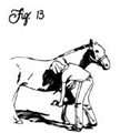 Figure 13: For such large beasts, horses are surprisingly delicate.